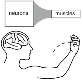 Using a Brain Computer Interface to Probe Neural Redundancy