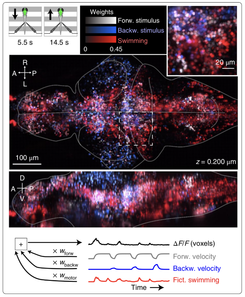 NeuWrite West -- Can we reverse engineer the brain like a computer?