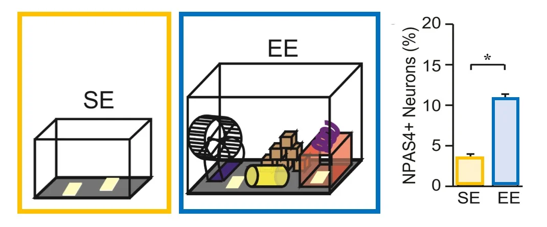 Figure 2: When mice explore rich sensory environments, they express more NPAS4 Mice exploring a rich sensory environment, with lots of new toys, form stronger connections between groups of neurons as they learn and build new memories. Active neurons in this enriched environment express more of the immediate early gene transcription factor, NPAS4. (Adapted from Hartzell et al, 2018)