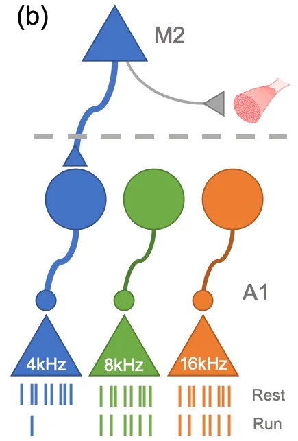 Figure 2: Schematic of the authors’ findings. Triangles represent excitatory neurons in auditory cortex, which each respond to a particular pitch. Circles represent inhibitory neurons in auditory cortex, which suppress responses to particular pitches. During periods of locomotion, excitatory output from the motor cortex (M2) activates inhibitory neurons within the auditory cortex (A1). The A1 inhibitory neurons in turn inhibit neurons that, during rest, respond selectively to the sound paired with locomotion (e.g. 4 kHz tone pips). M2-driven activation of A1 inhibitory neurons is tuned to the paired sound.
