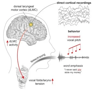 Figure 1: In this study, the authors found that increases in synchronous neuronal activity in the dorsal lateral motor cortex (dLMC) control pitch by increasing tension of the vocal folds in the larynx.