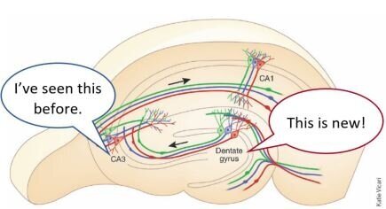 The tug-of-war of memory: pattern completion and pattern separation in the brain