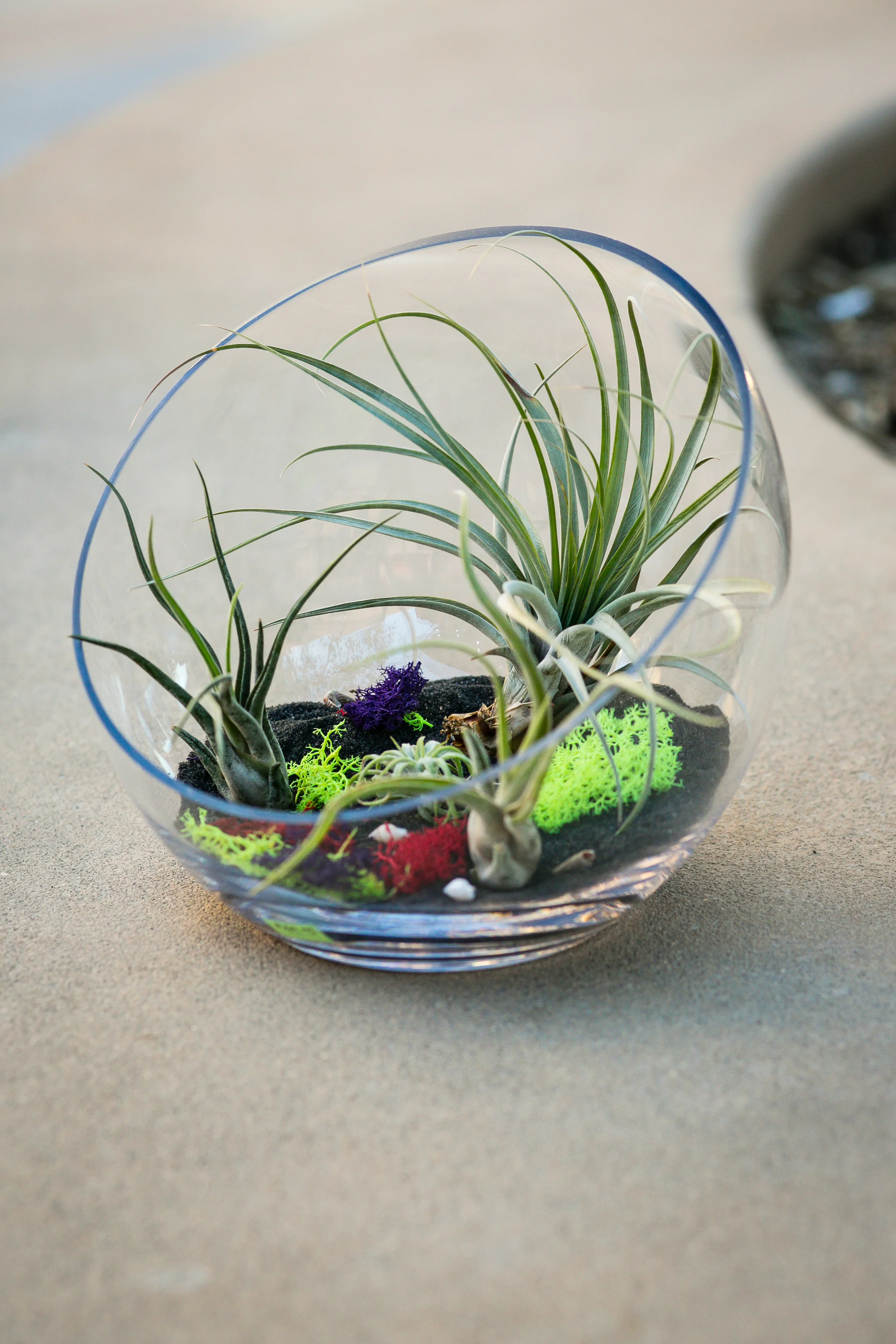 Custom Air Plant Terrarium by Unrooted