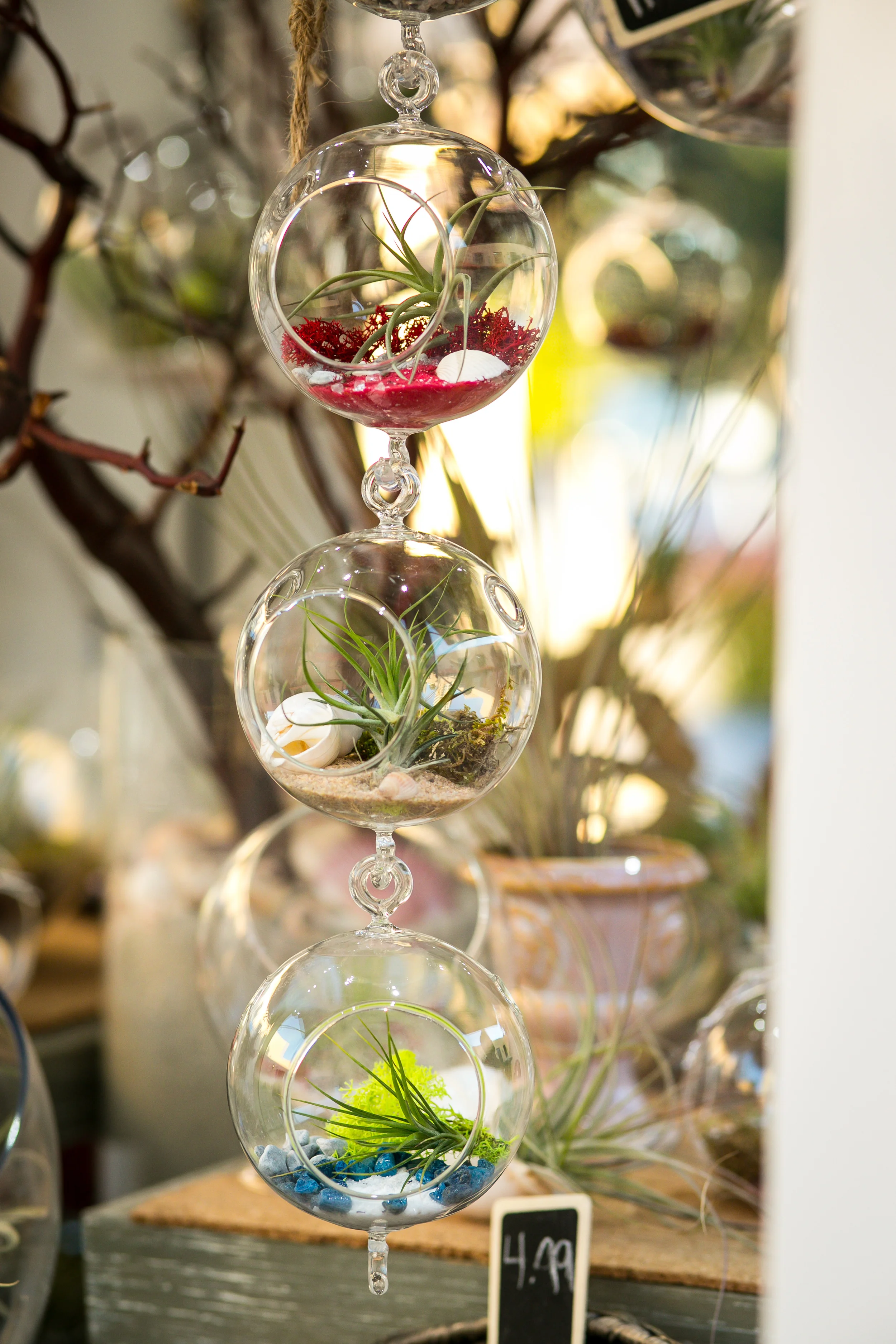 Linked Air Plant Terrarium by Unrooted