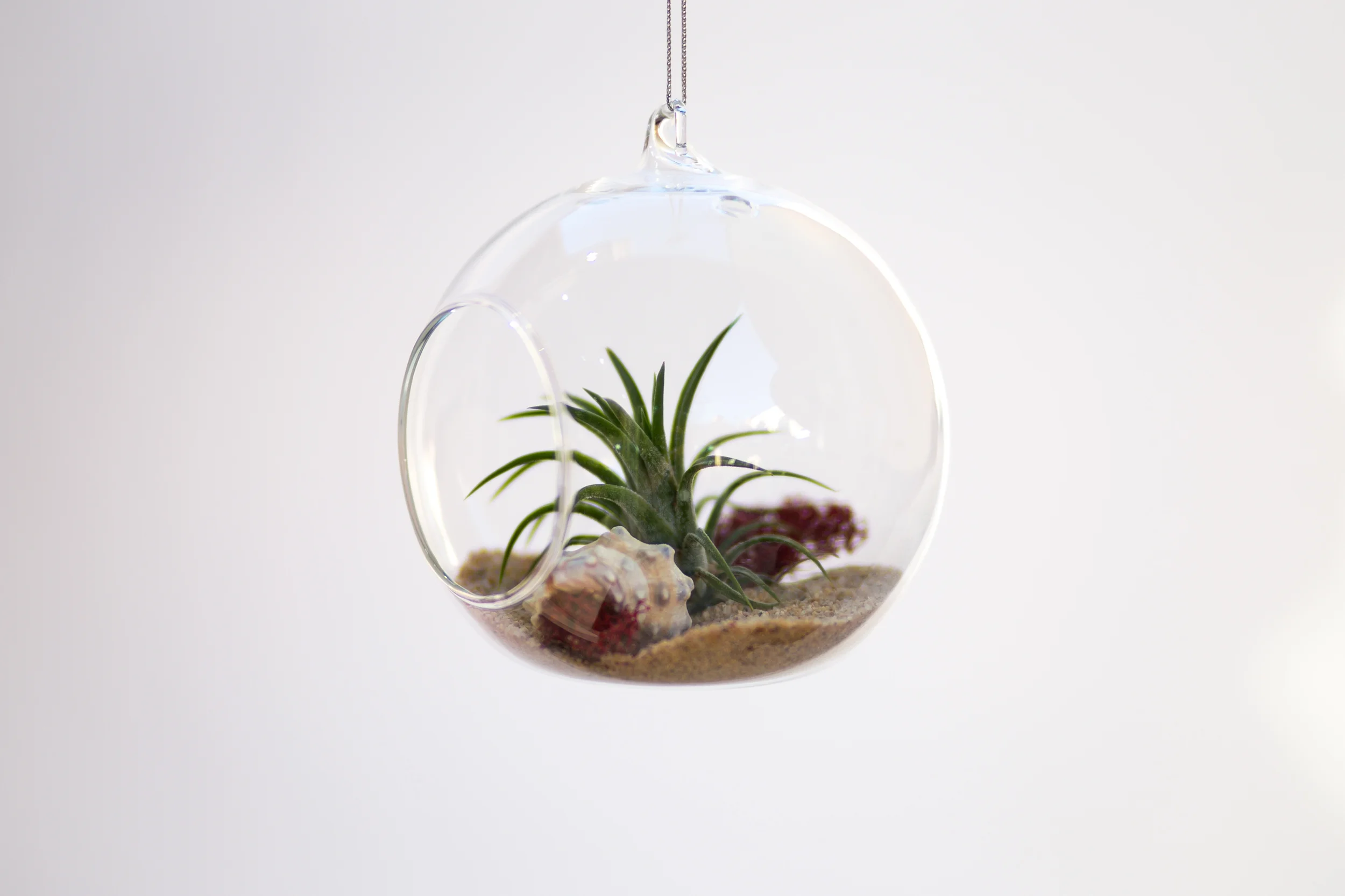 Air Plant Terrarium