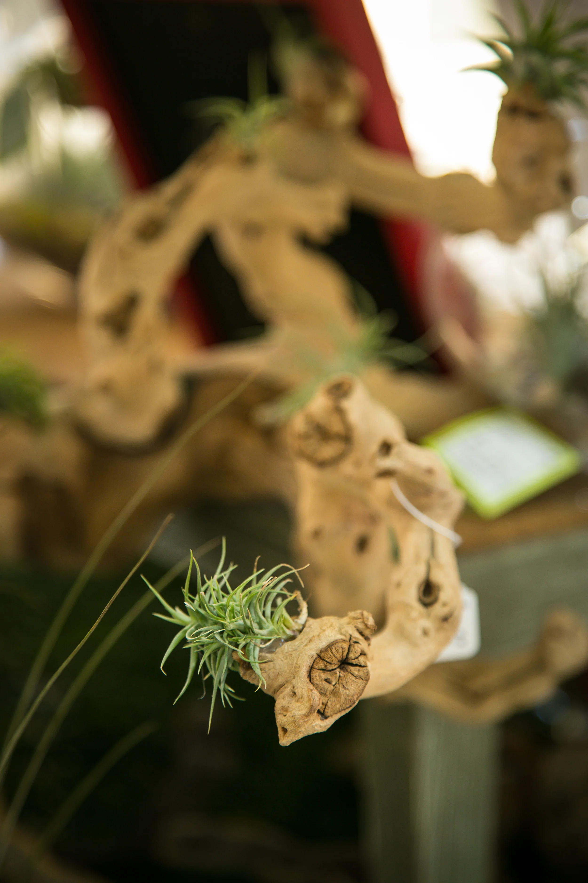 Air Plant on Grapevine wood