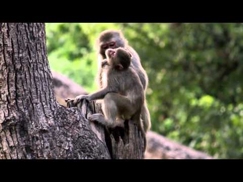 Monkeys