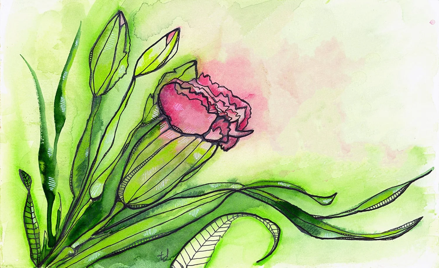 Carnation