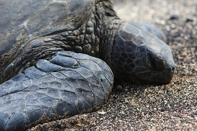 secret-turtle-beach-3.jpg