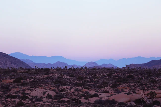 joshua-tree-4.jpg