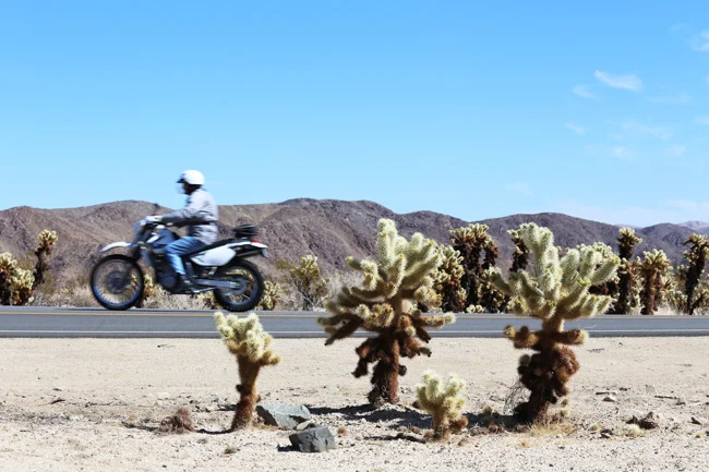 joshua-tree-16.jpg
