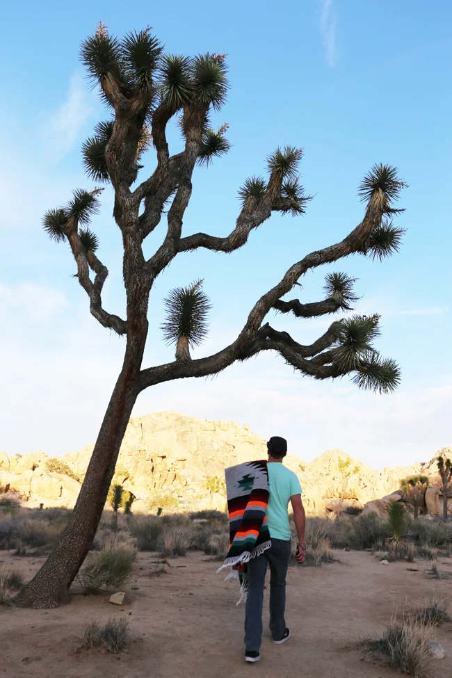 joshua-tree-31.jpg