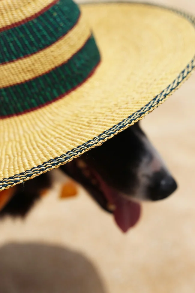 about-a-dog-2.jpg