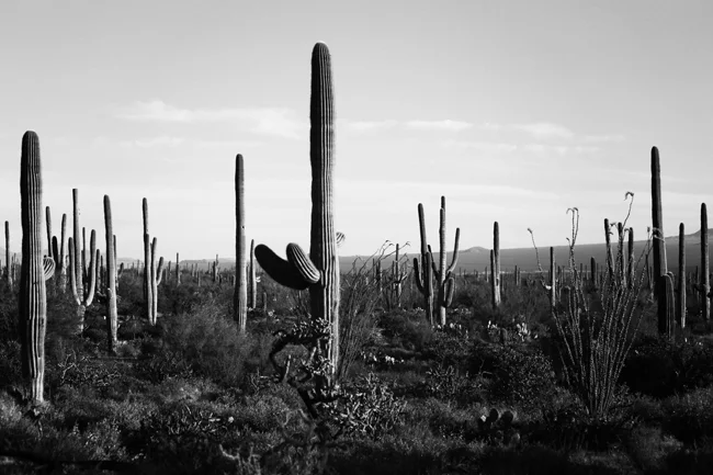 desert-dwellers-34.jpg