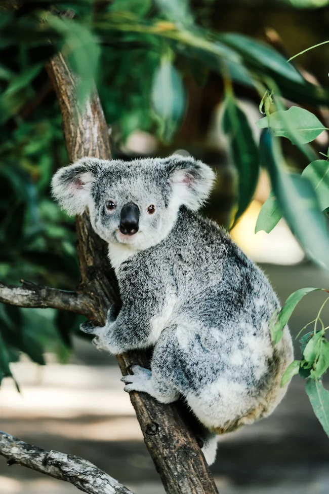 teva-australia-currumbinwildlifesanctuary-20.jpg