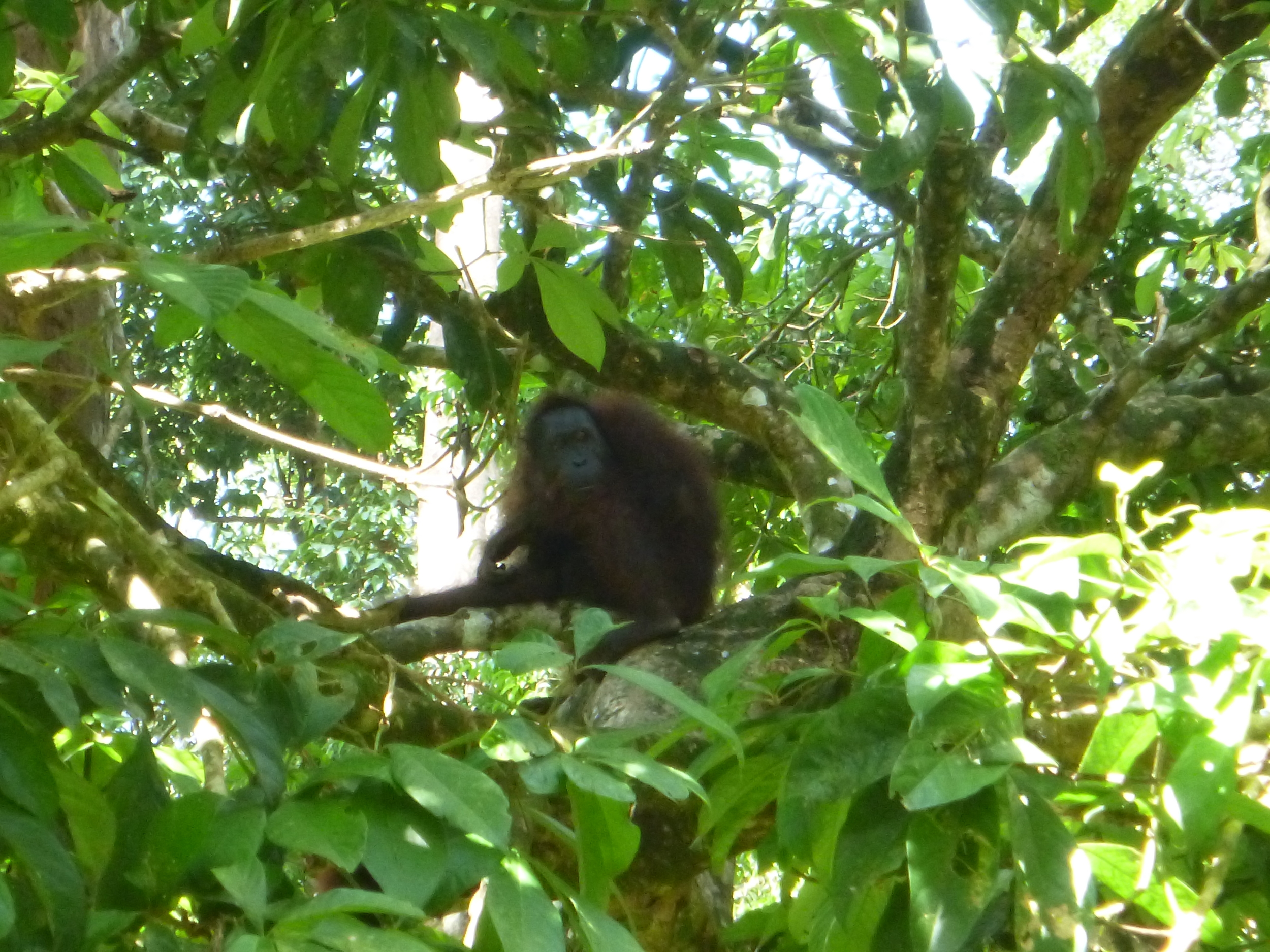 Orangutans are cute.