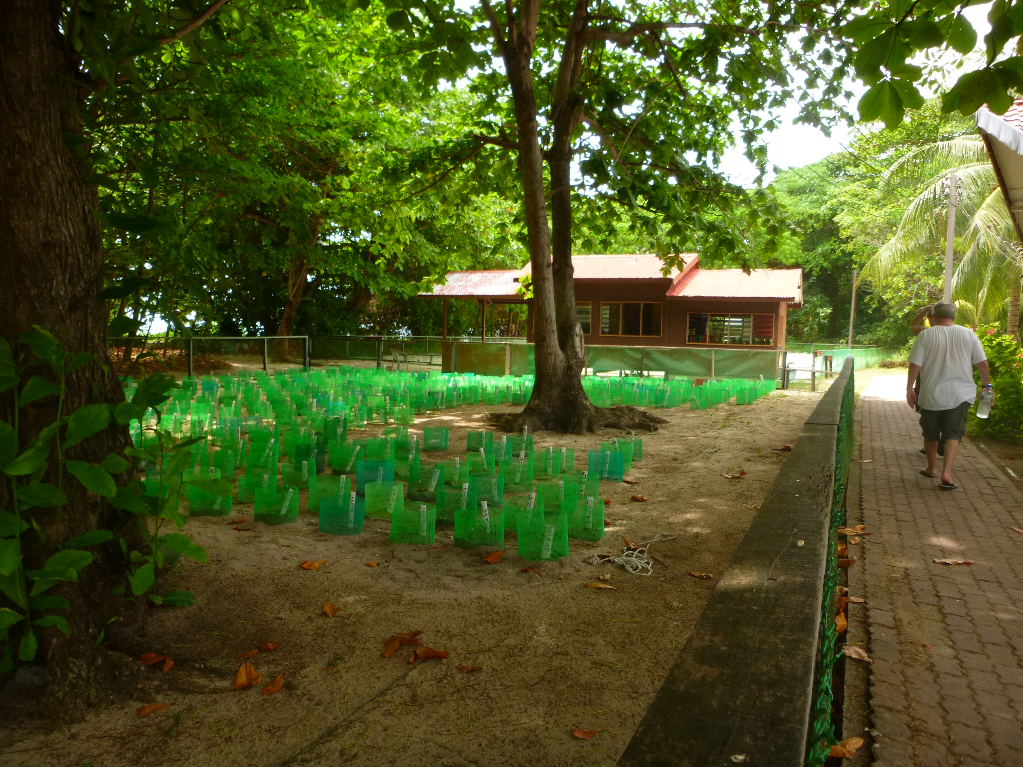 The green net cylinders are the protected nests. 