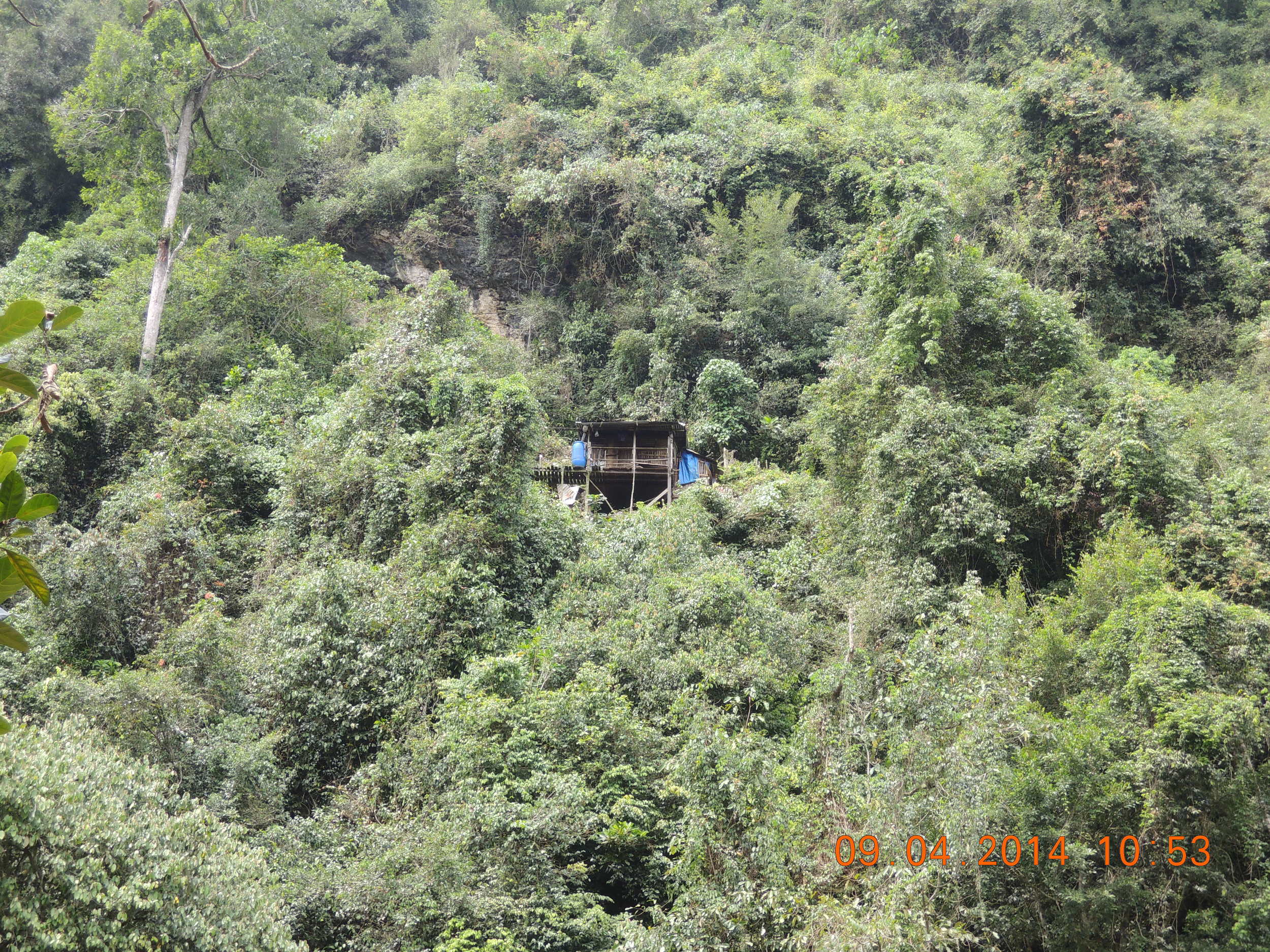 People who harvest the nests stay nearby to protect their property.