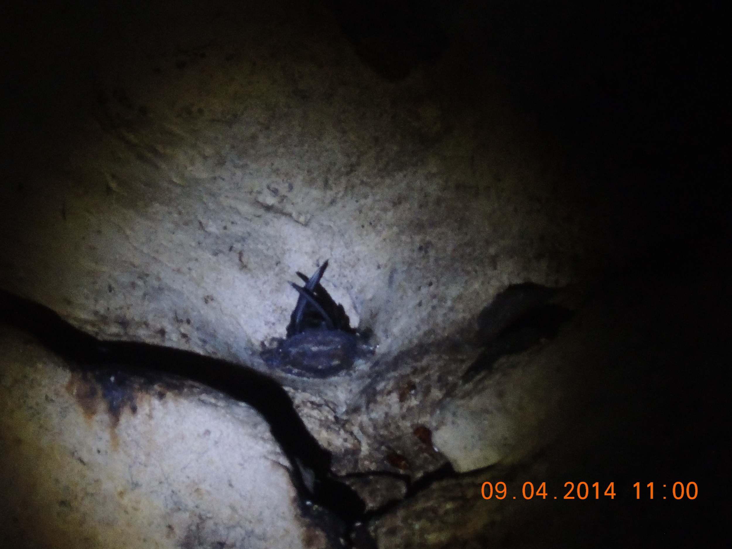 A swiftlet sitting on its nest. 