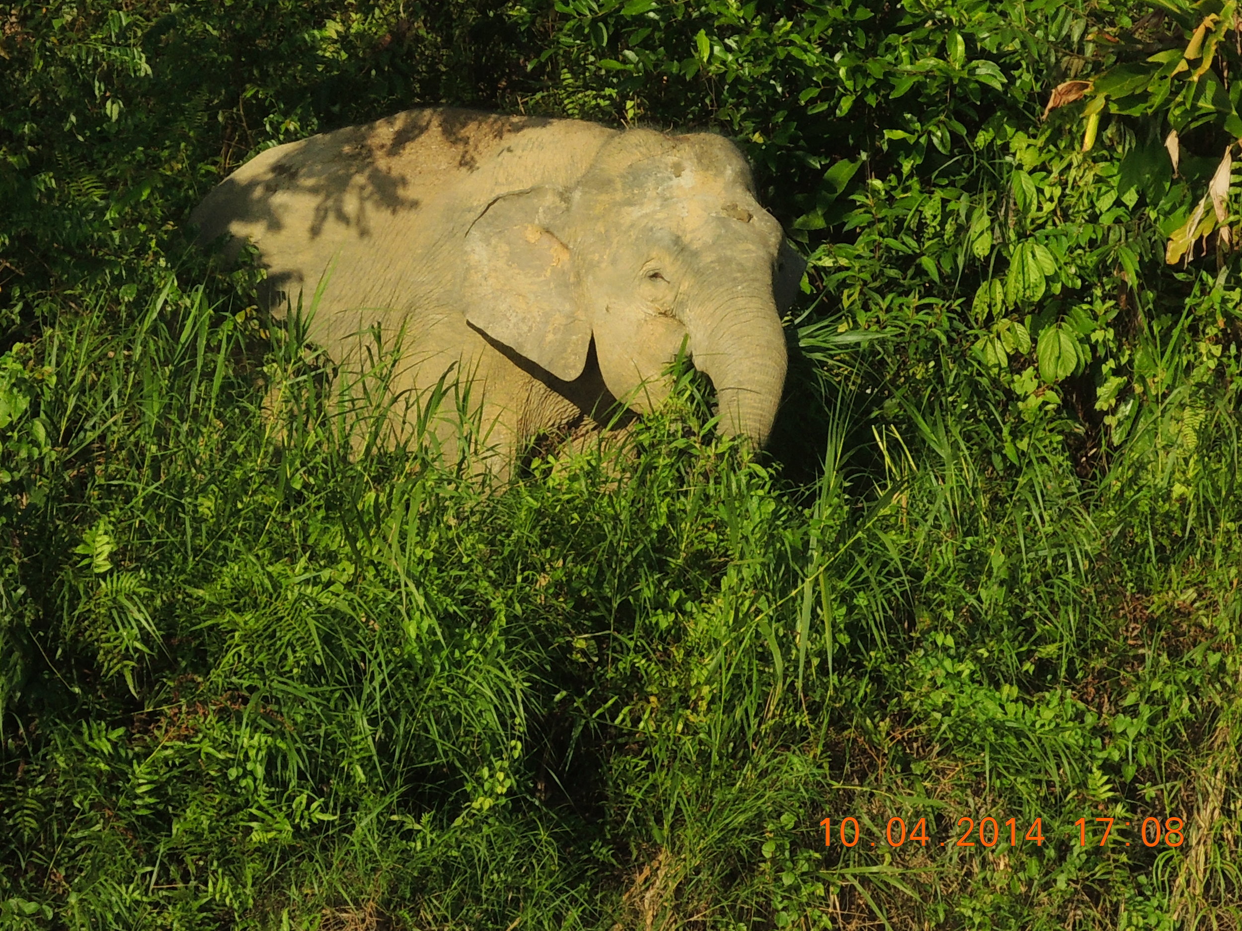 A young pygmy elephant