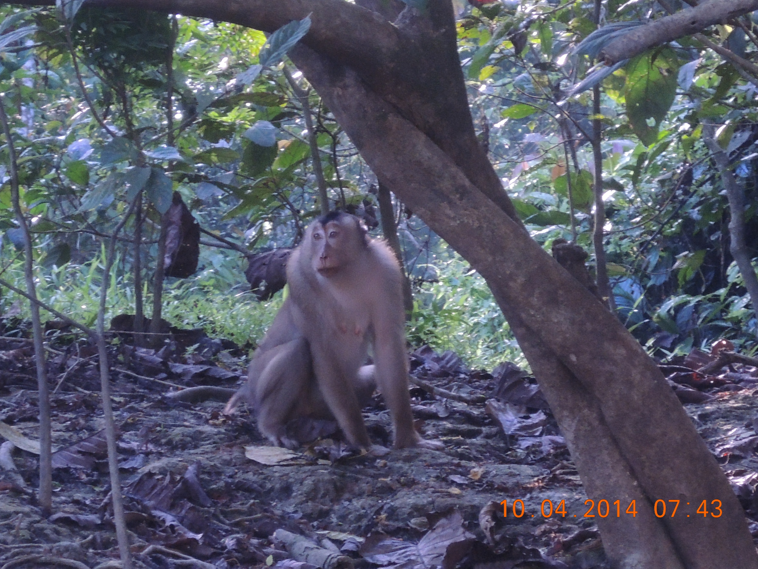 The macaque looks sad, but I honestly don't think there's a lot going on in his head. 