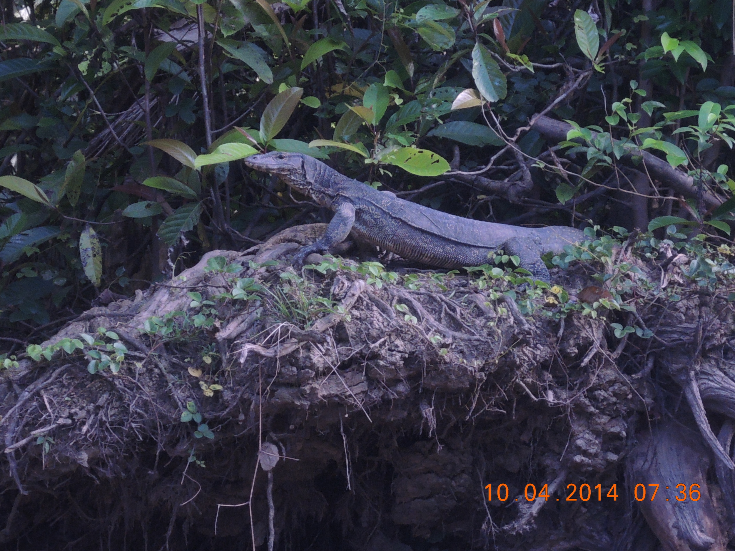 Knowing we'd be leaving the area soon, the monitor was kind enough to strike a pose. 