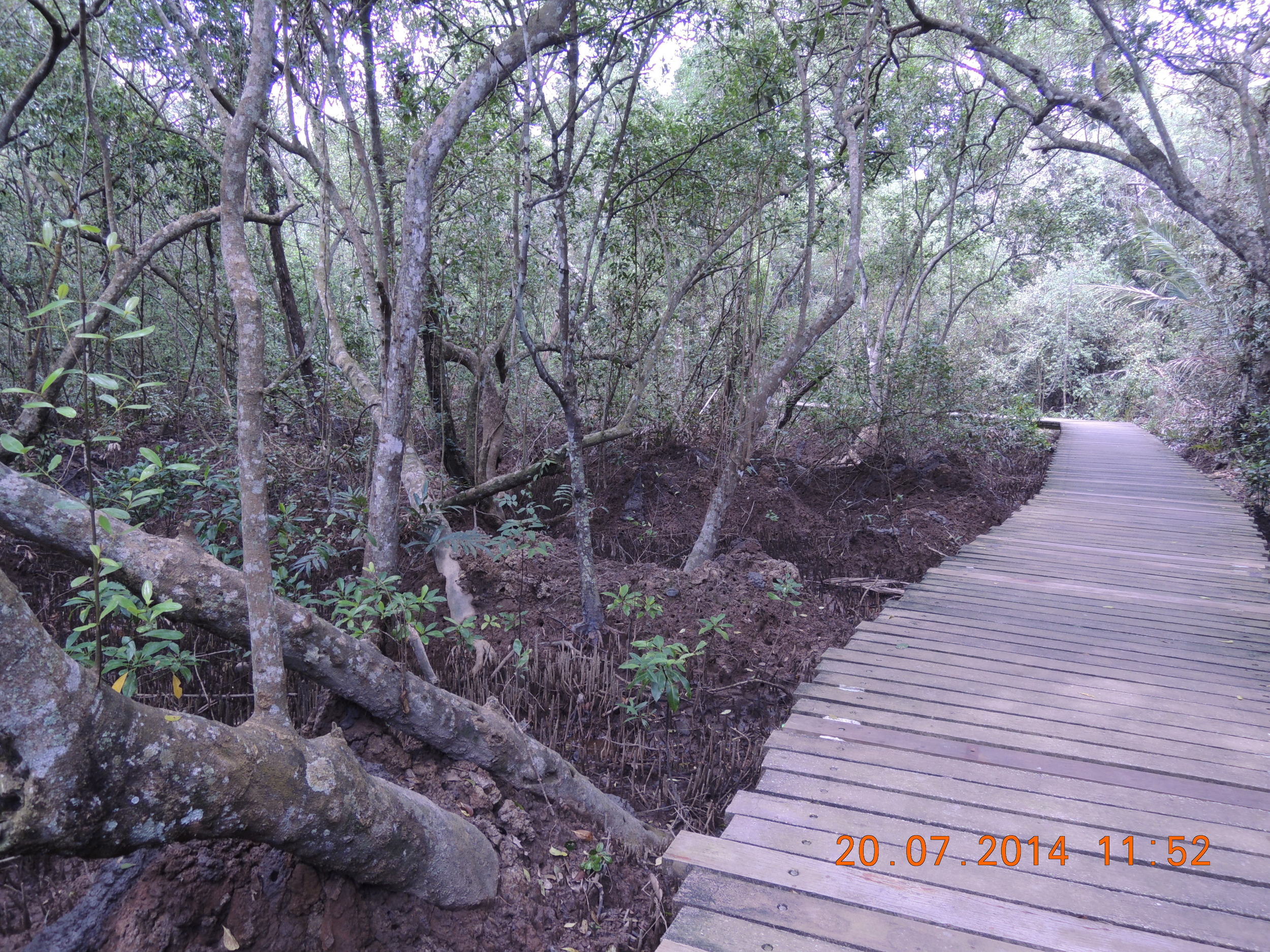 Mangrove Boardwalk with the mud lobster structures between the trunks and roots