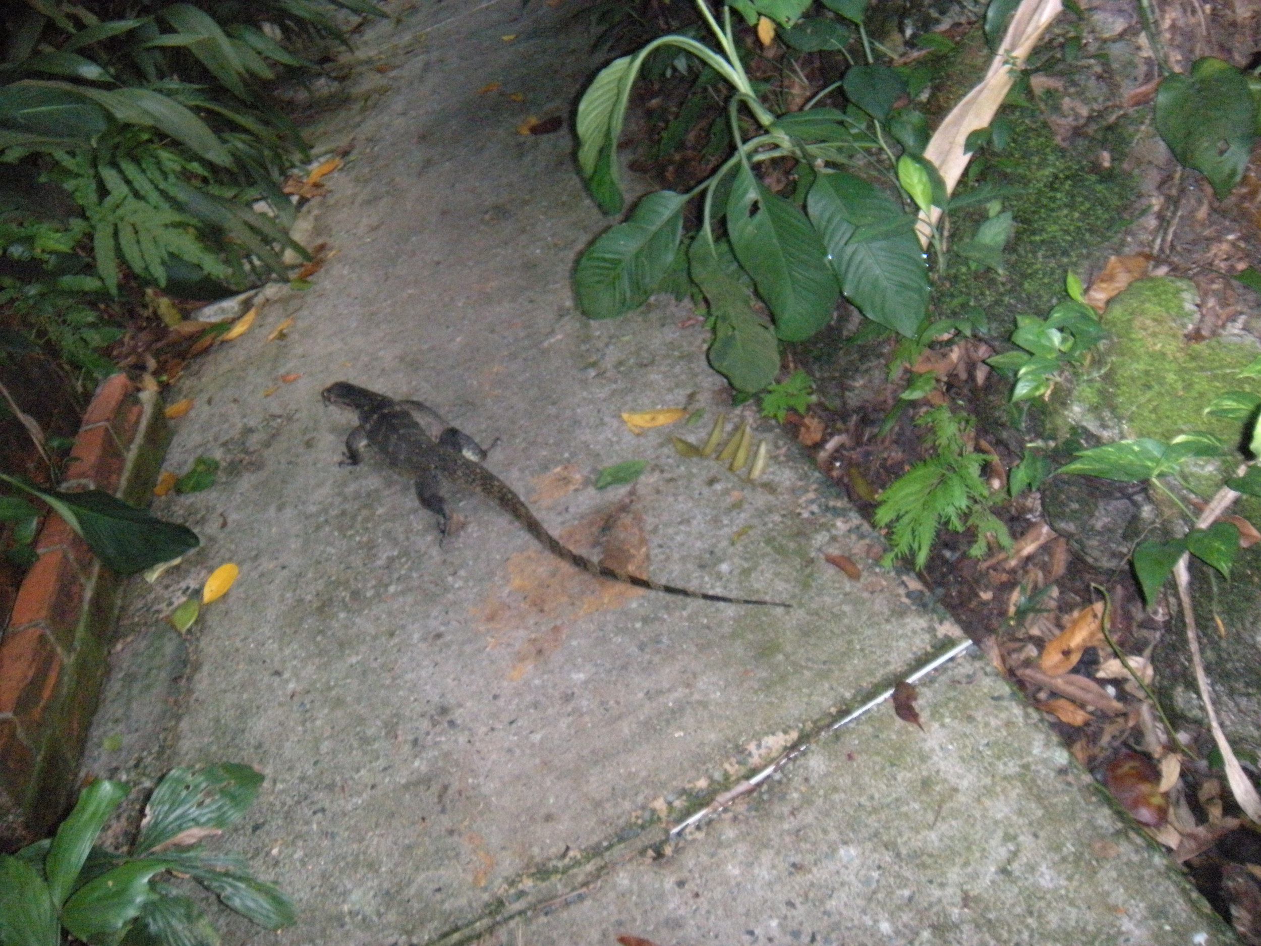 I almost stepped on this big guy. Usually I only spot a monitor once a month or so, but on this walk I saw two. 
