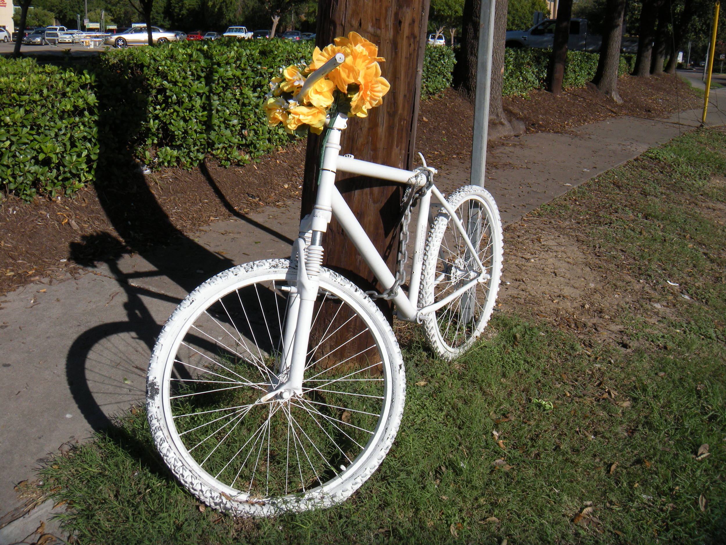 I've seen several of these white bicycles with flowers propped around town. Does anybody know why? 