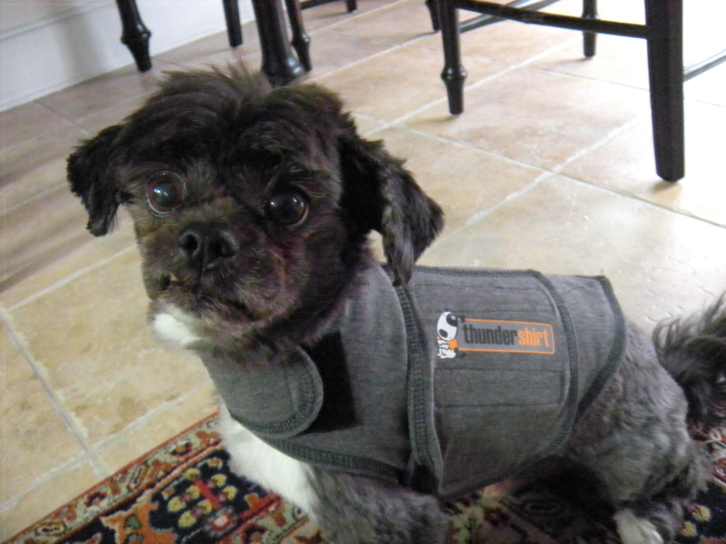 This has nothing to do with candles. It's Trip in his Thundershirt, which is what he wears when it's storming outside. Be brave, little Trip! 