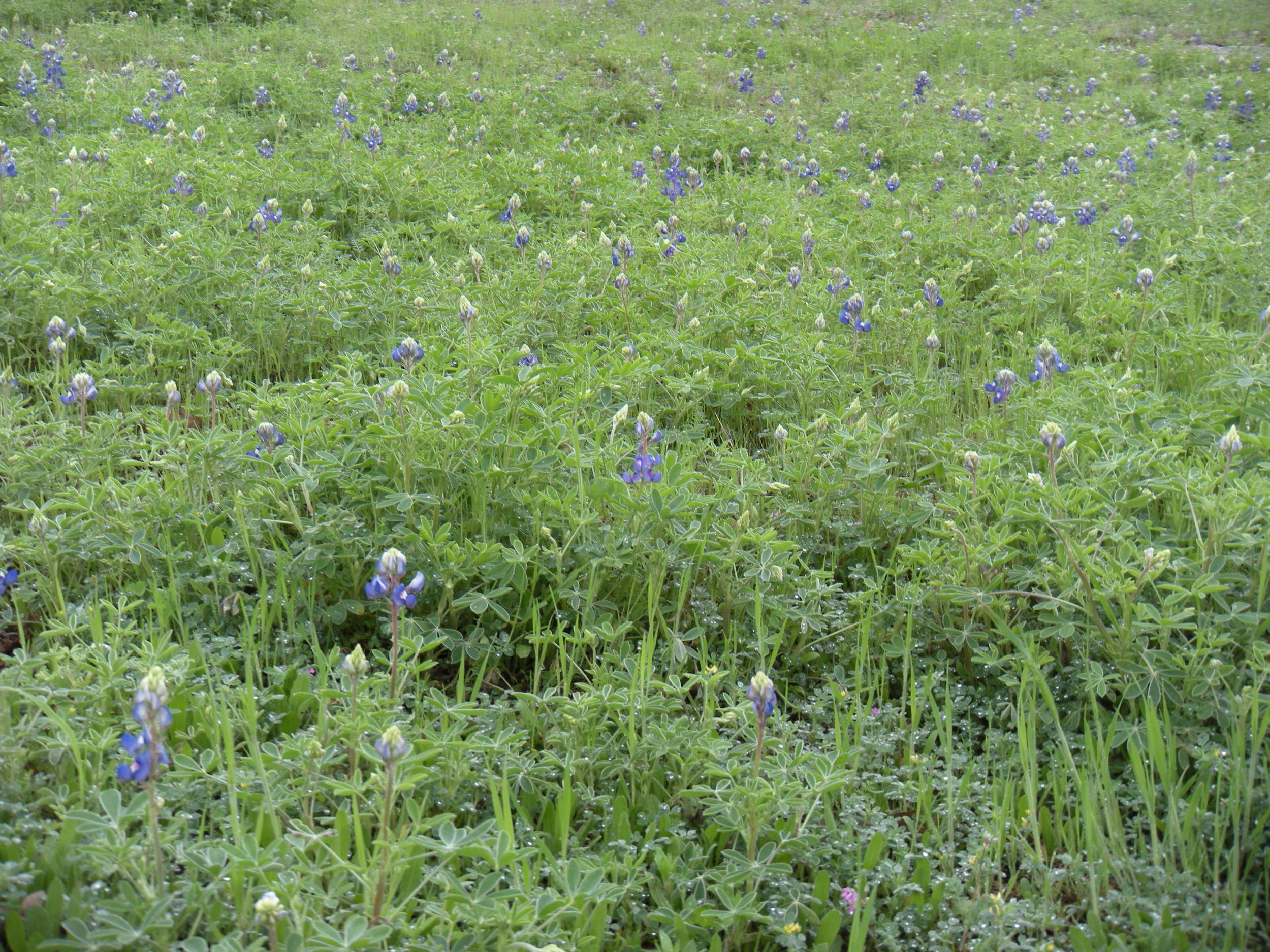 Bluebonnets and Indian paintbrush blanket the land adjacent to the highway between Columbus and Lake LBJ. It's a colorful show. 