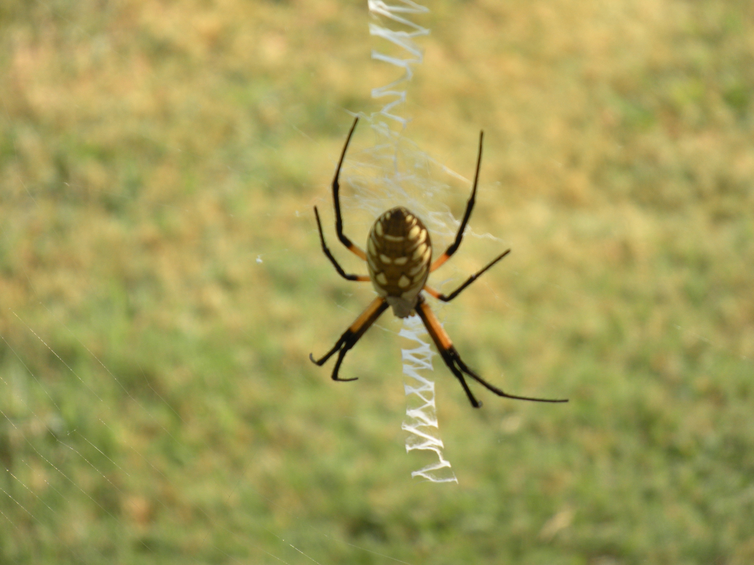 Meet Mohammed. I've never seen a web like this, with a zigzag at its center. 