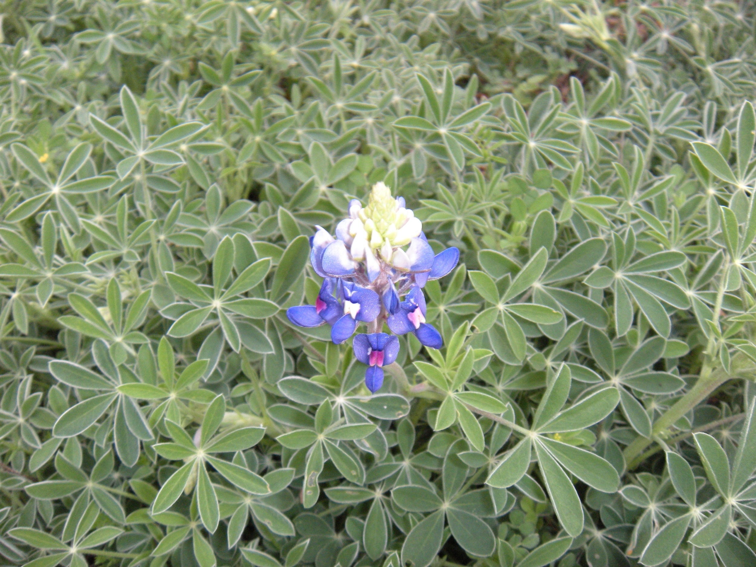 The first bluebonnet.