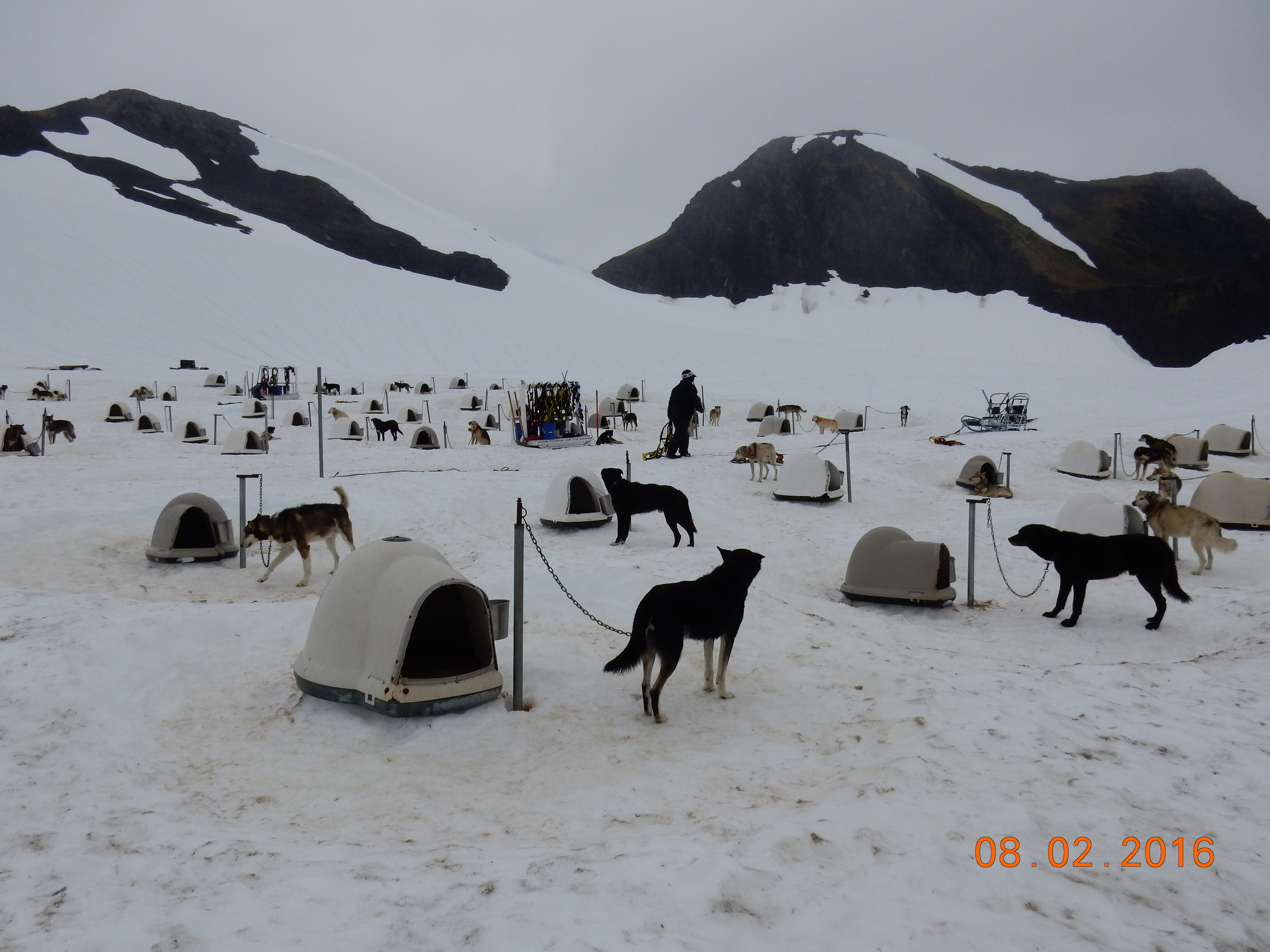 Summer camp for dogs. Trip would not fit in. 
