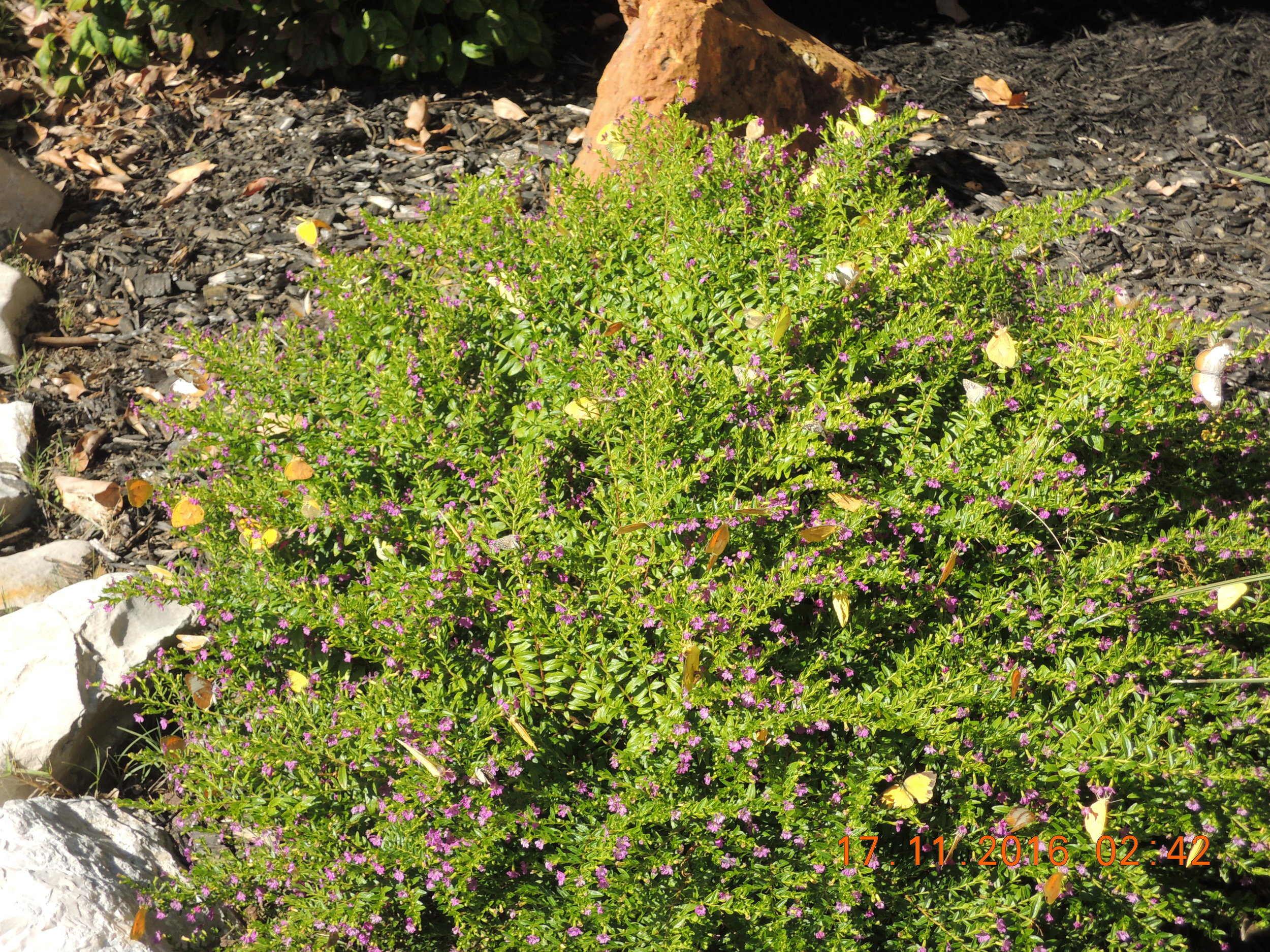 Didn't take a camera with me on that Saturday, so this picture instead of no picture. Butterflies are all over this plant. 