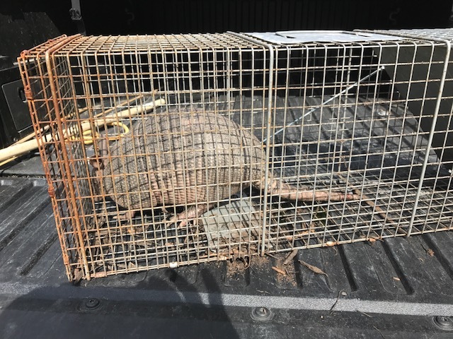 David's been catching armadillos lately. This was a big one. He relocates them, which is good, but I'm concerned that now they're digging up someone else's garden. People around here have guns, so there's a fearful aspect to it in that a homeowner might shoot him when they see him dumping armadillos near their property. 