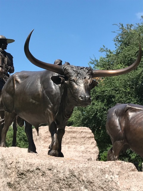 Longhorns on the capitol grounds!