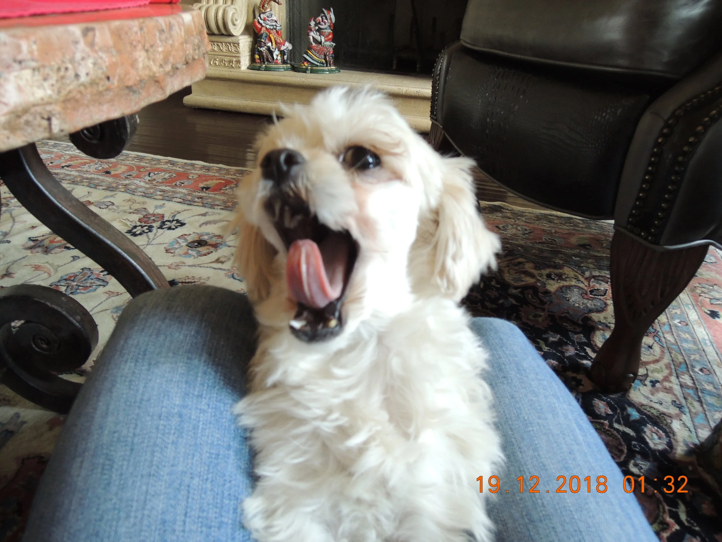I trained her to yawn. See the poking-out lower teeth?