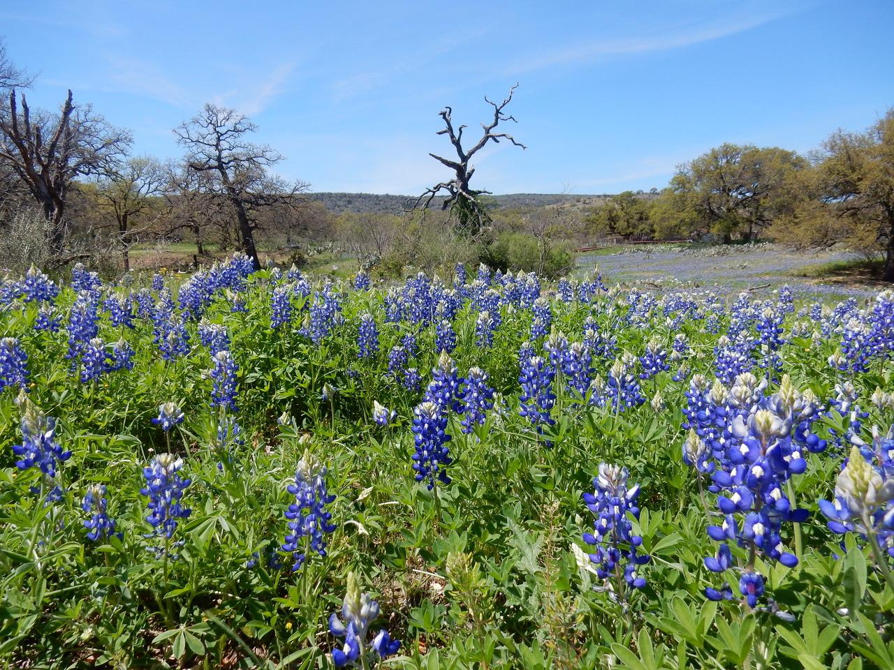 Look beyond the near ones and you see that the whole field beyond is covered with them.