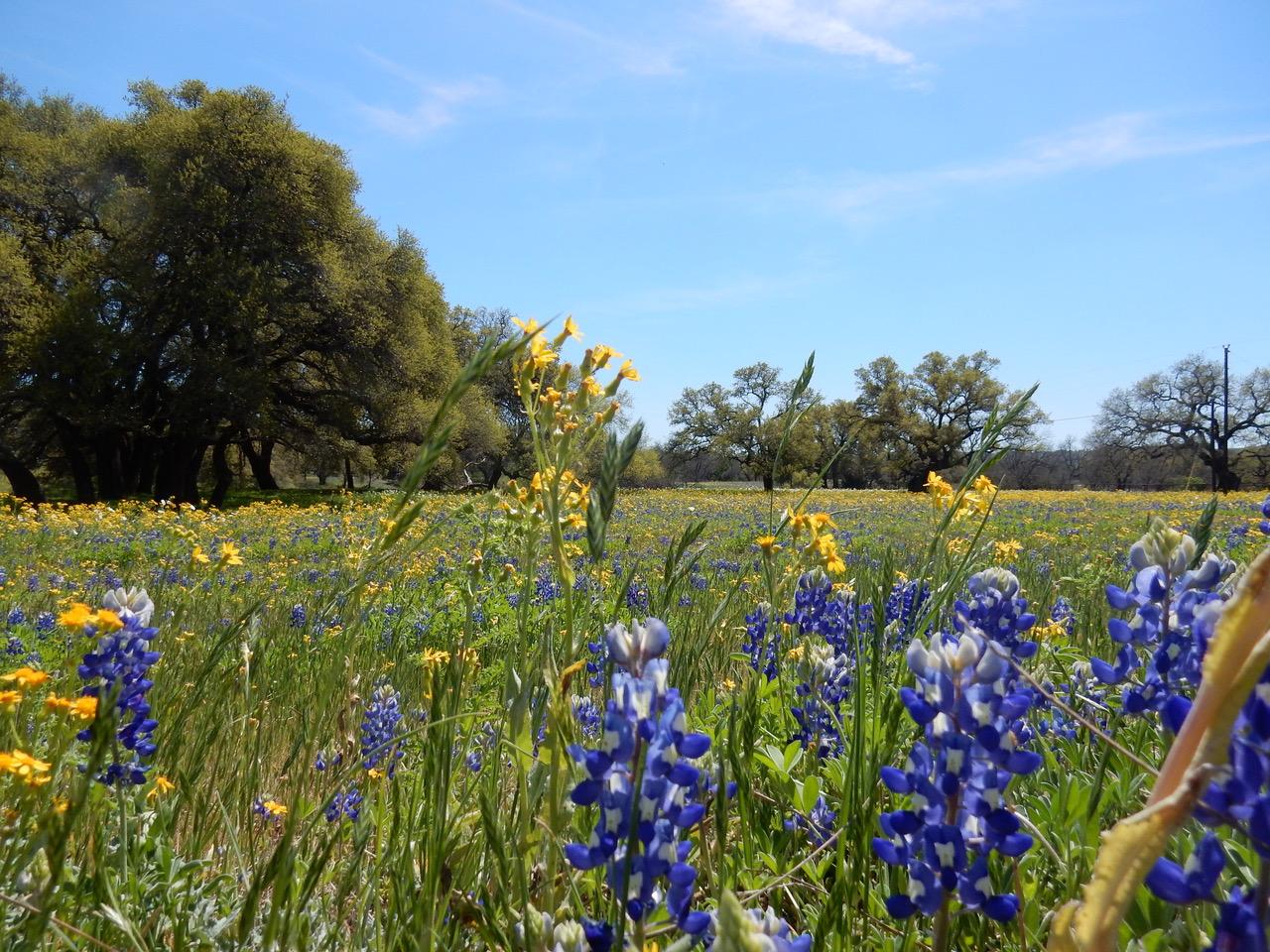 And bluebonnets aren’t the only wildflowers here.