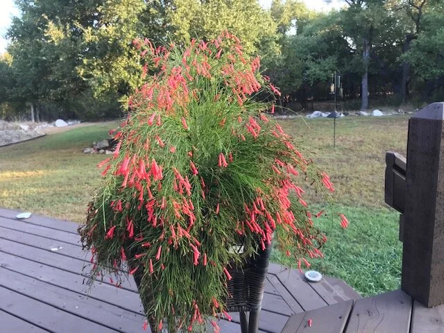 David and the hummingbirds really like this firecracker plant.
