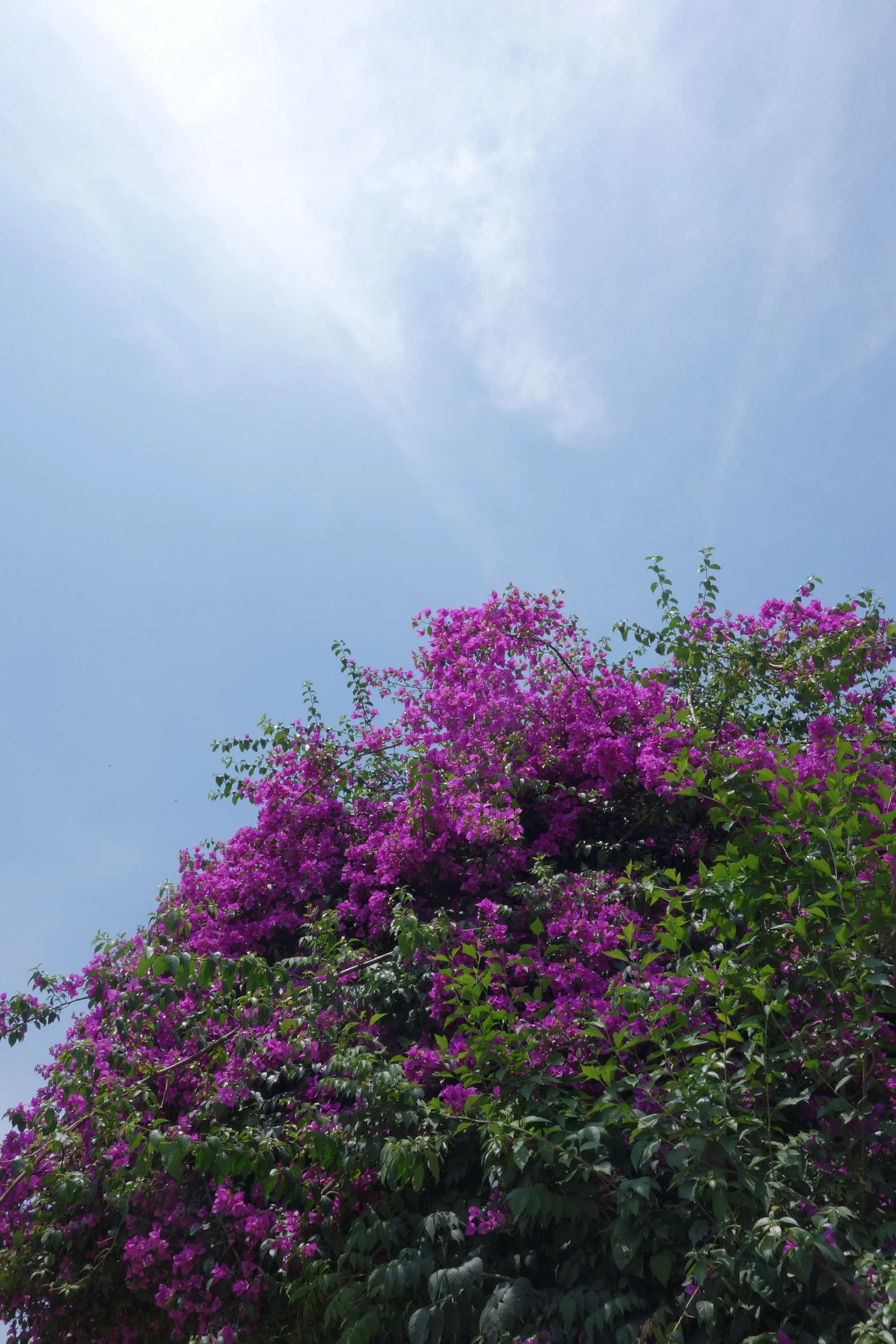 花擁抱艷陽藍天
