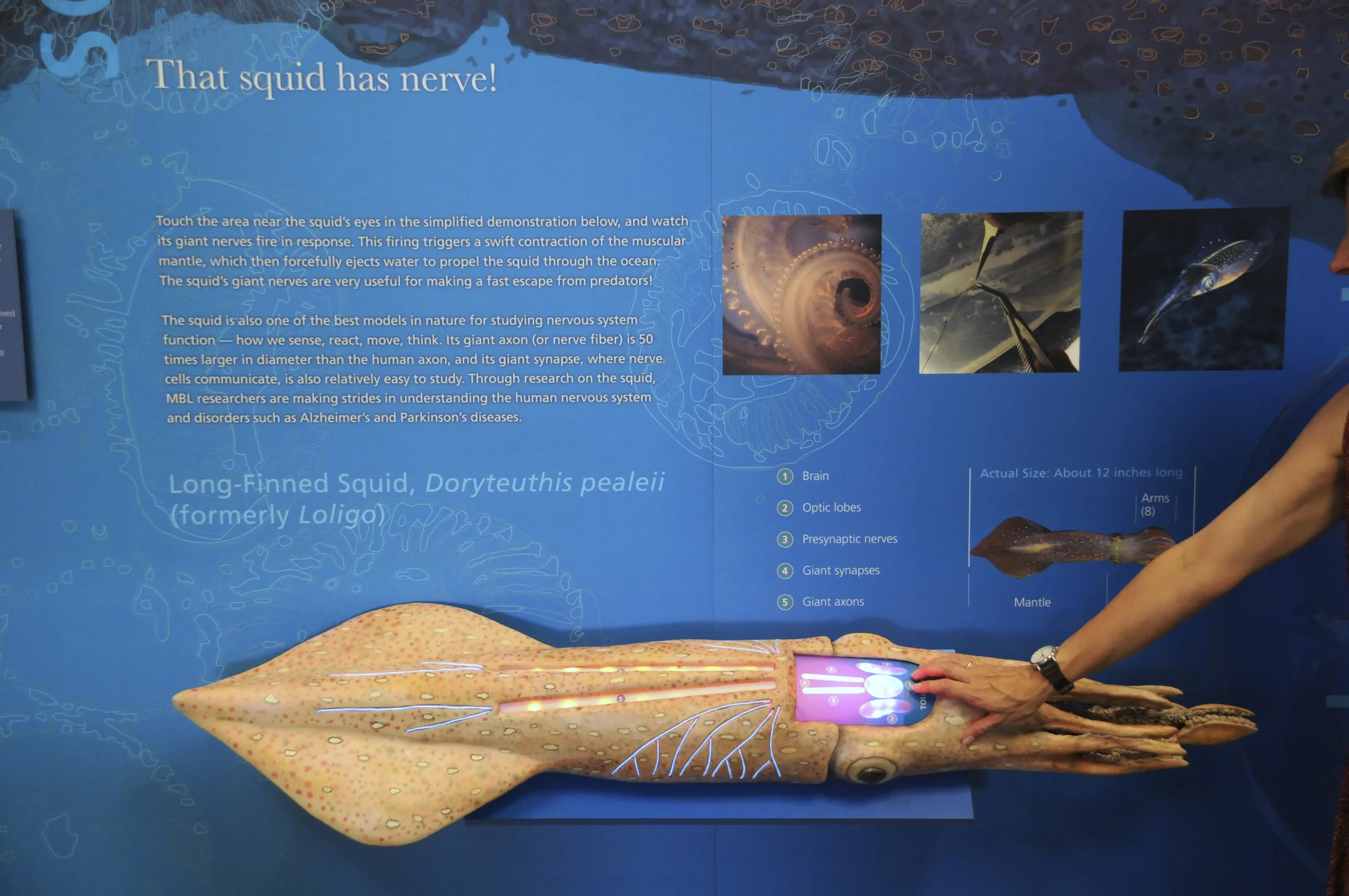 Interactive design for the Marine Biological Laboratory, featuring engaging digital and physical elements.