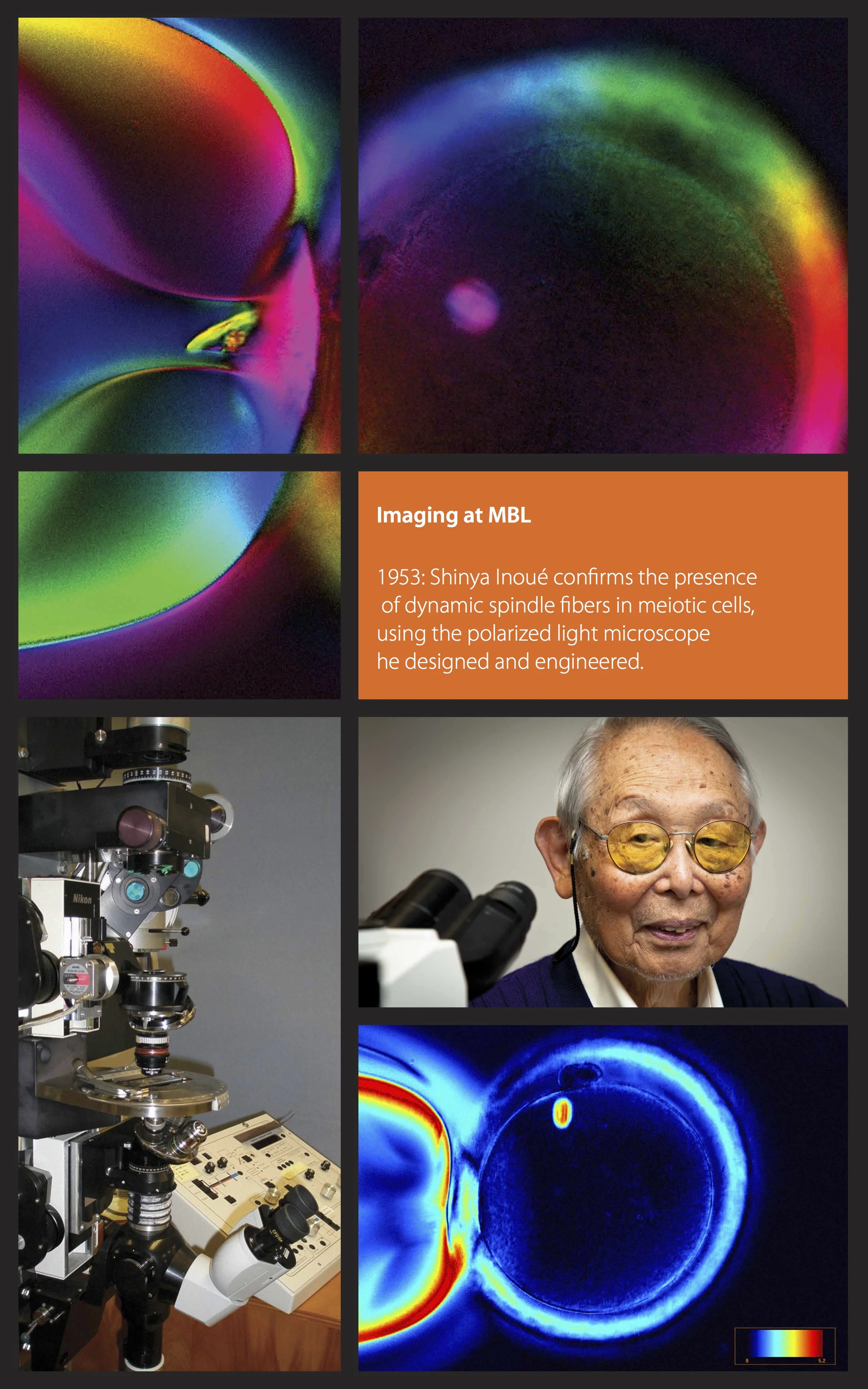 Imaging graphic for the Marine Biological Laboratory, featuring visual representations of research and data.