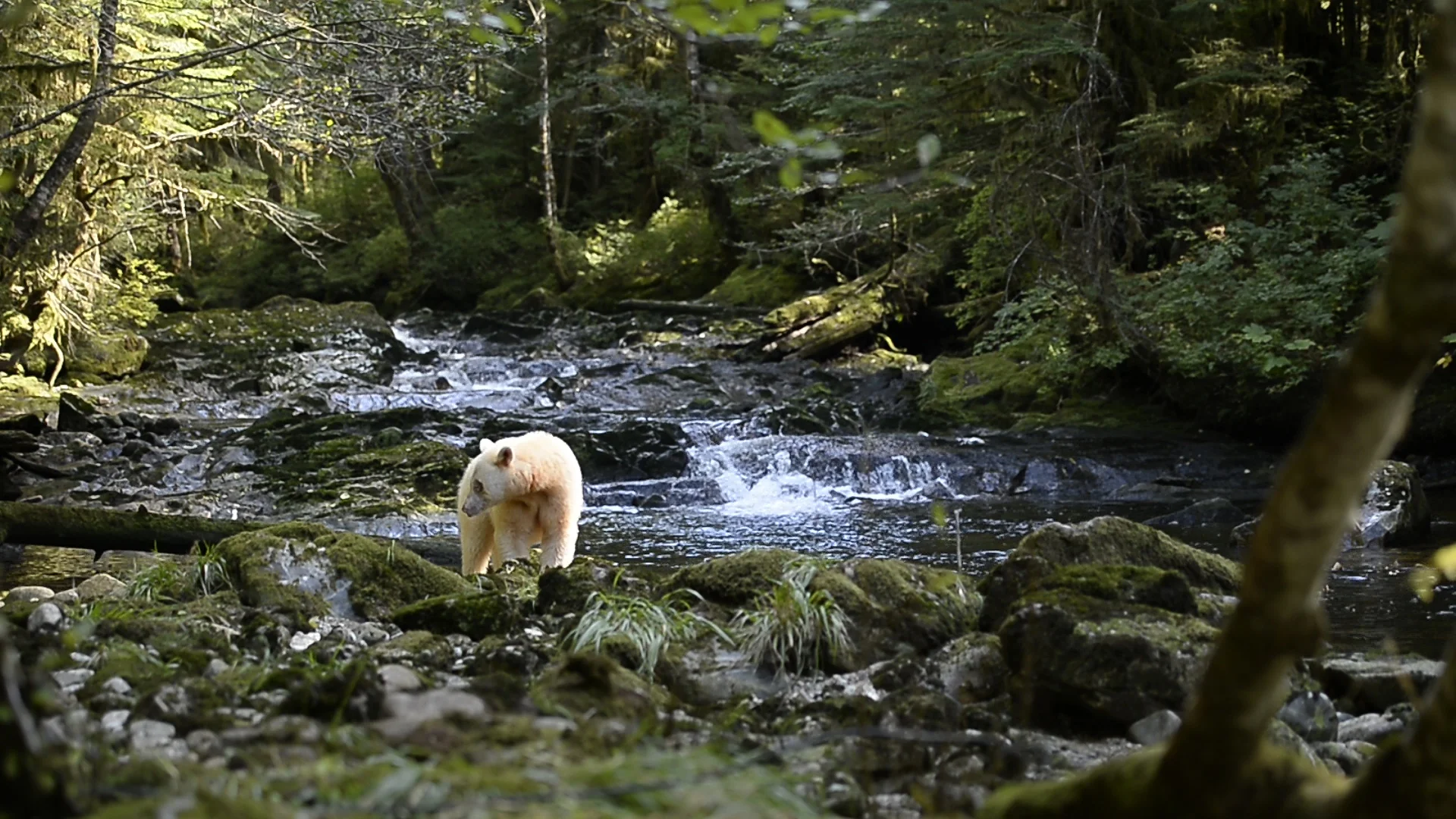 A la recherche de l'Ours Esprit