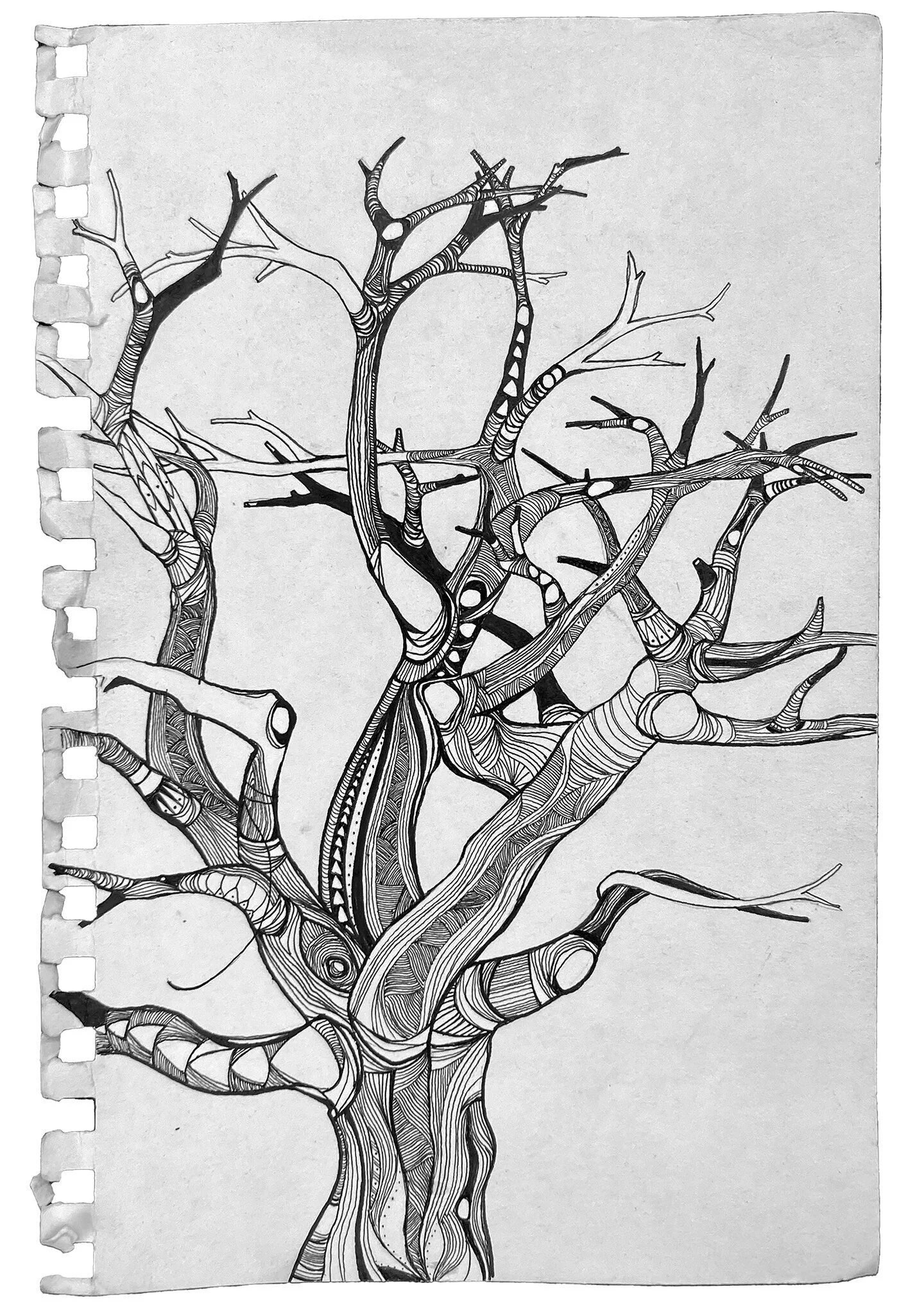 Bristlecone%252B2.jpg