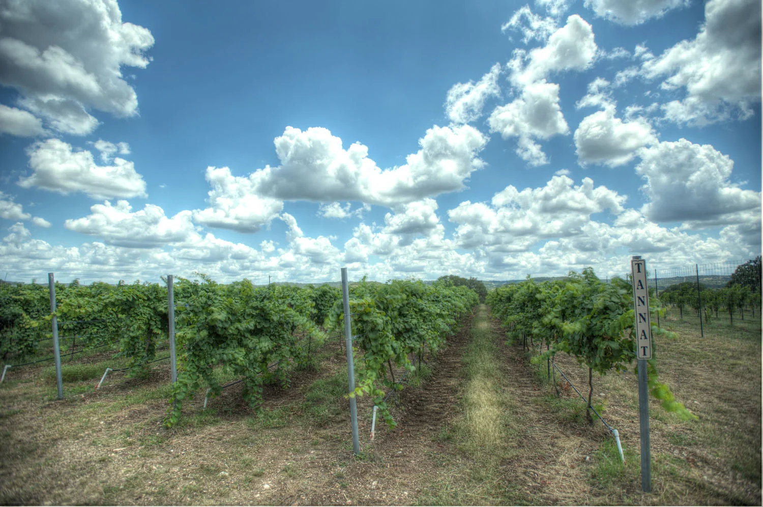 Bending Branch Winery