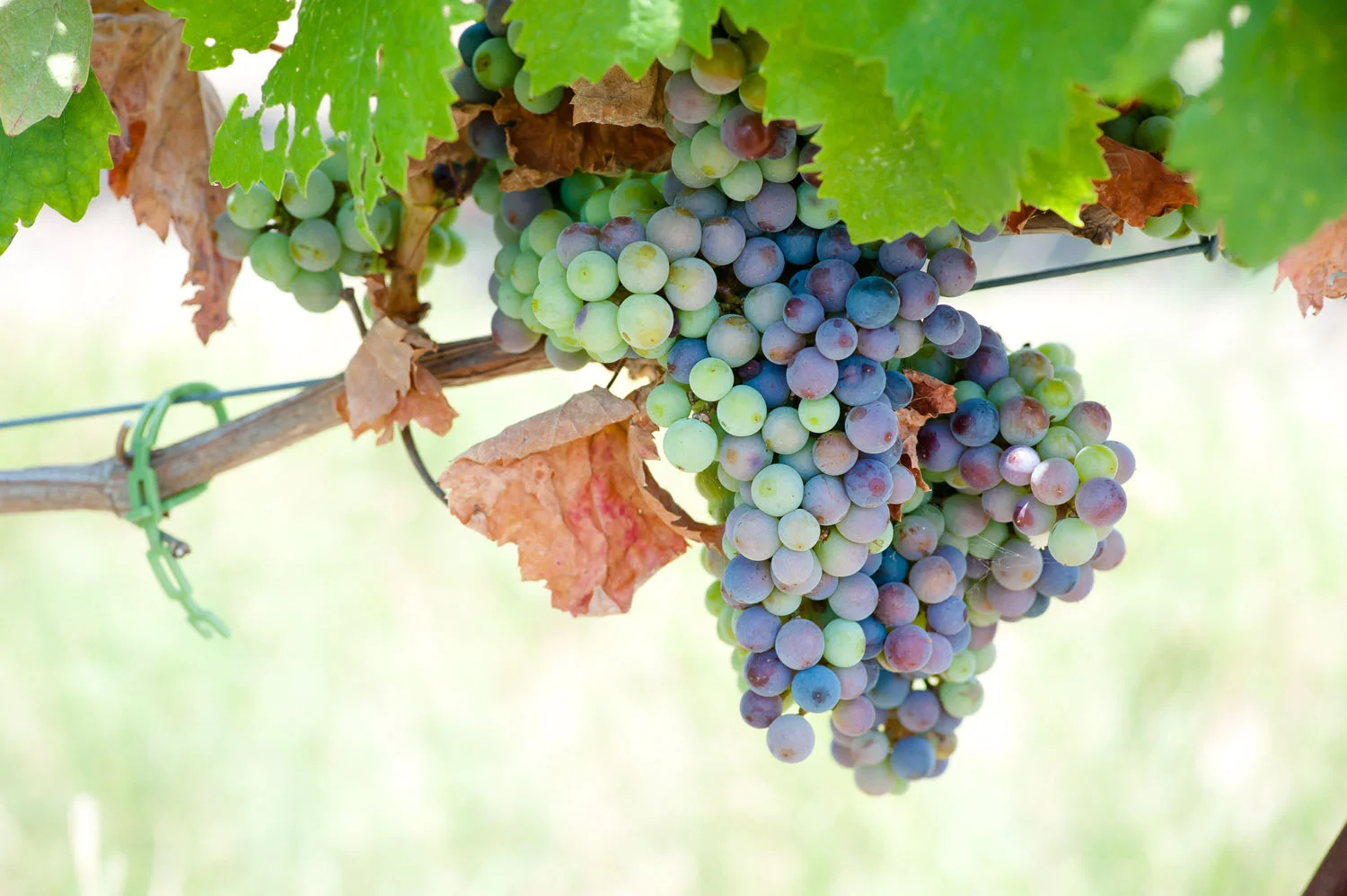 Spicewood Vineyards014.jpg