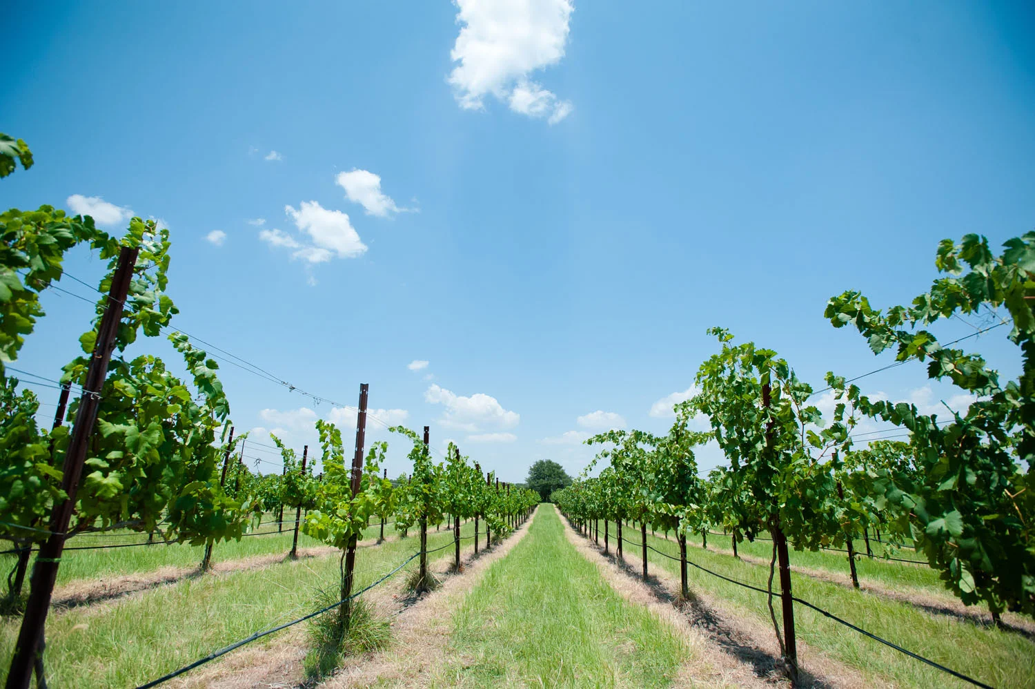 Spicewood Vineyards022.jpg