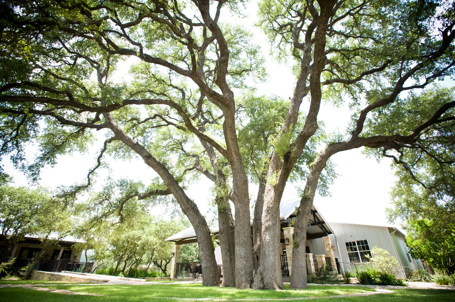 Spicewood Vineyards